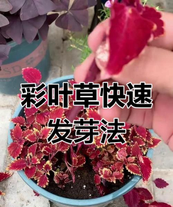 彩叶草的繁殖技巧 彩叶草的繁殖技巧