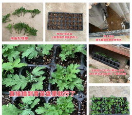 荷兰菊繁殖的方法与技巧 荷兰菊繁殖的方法与技巧