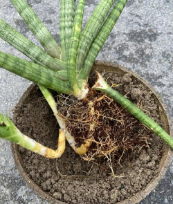 虎尾兰的繁殖方法与技巧 虎尾兰的繁殖方法与技巧