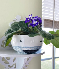 非洲紫罗兰土壤的重要性 非洲紫罗兰土壤的重要性