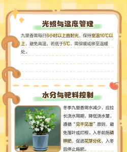 九里香的温度养护 九里香的温度养护