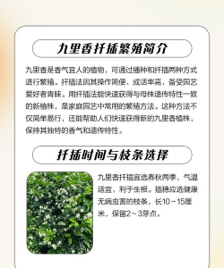 九里香的繁殖方法与技巧 九里香的繁殖方法与技巧