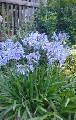 百子莲的温度养护 百子莲的温度养护