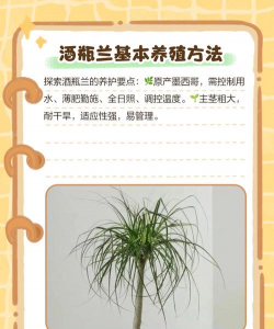 酒瓶兰的繁殖技巧 酒瓶兰的繁殖技巧