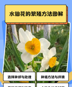 喇叭水仙的繁殖技巧 喇叭水仙的繁殖技巧