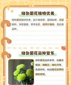 绿色的菊花有什么寓意 绿色的菊花有什么寓意