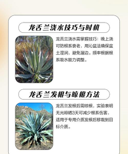 龙舌兰的繁殖技巧 龙舌兰的繁殖技巧