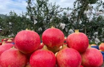 石榴的温度管理 石榴的温度管理