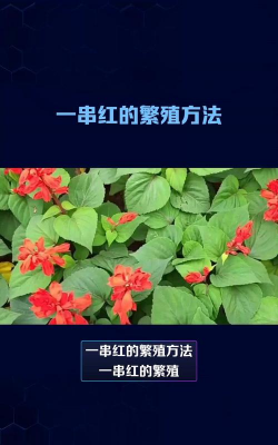 一串红的繁殖方法与技巧 一串红的繁殖方法与技巧