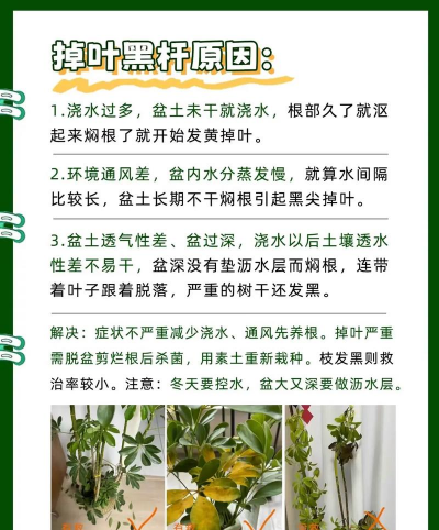 鹅掌木什么时候种植 鹅掌木什么时候种植