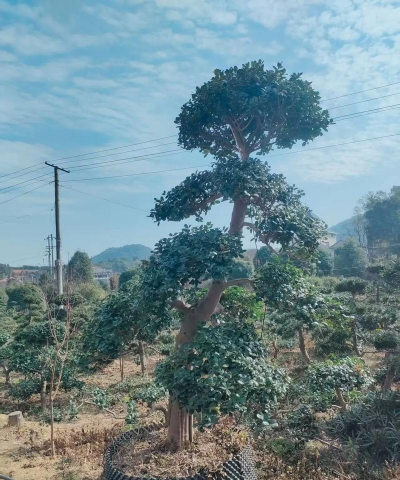 枸骨的种植方法和注意事项 枸骨的种植方法和注意事项