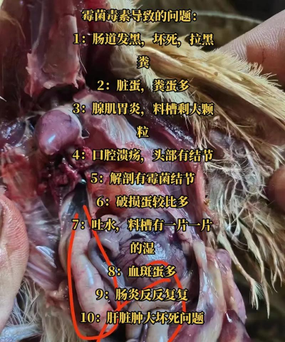 鹌鹑病的判断 鹌鹑病的判断