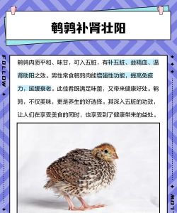 鹌鹑的禽痘病因、症状与防治措施 鹌鹑的禽痘病因、症状与防治措施