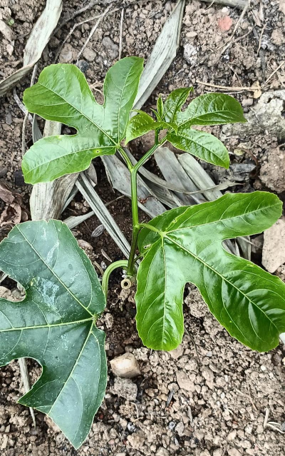 白香果种植苗怎么种植的 白香果种植苗怎么种植的