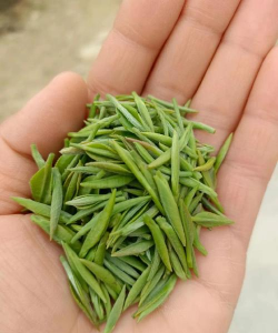 河南信阳毛尖属于什么茶 河南信阳毛尖属于什么茶