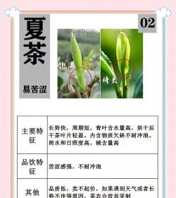 鸭屎香是什么茶 鸭屎香的品质特点与简介 鸭屎香是什么茶 鸭屎香的品质特点与简介