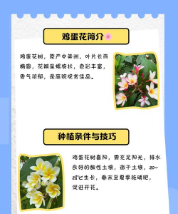 种植鸡蛋花注意什么 种植鸡蛋花注意什么