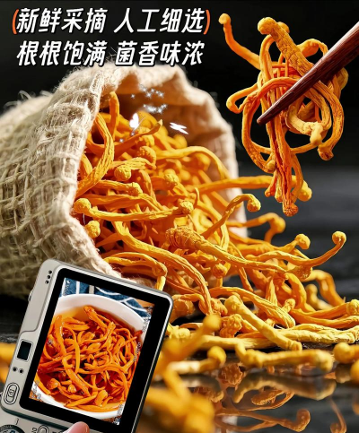 虫草花有哪些品种 虫草花有哪些品种