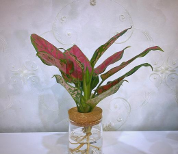 如意皇后用什么花盆好 如意皇后用什么花盆好