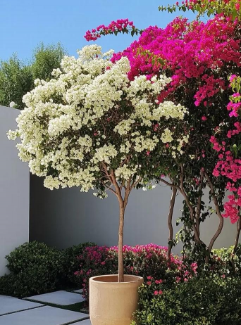 门口种什么树花好 门口种什么树花好