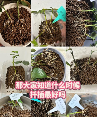 插花怎么种植怎么嫁接 插花怎么种植怎么嫁接