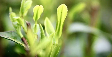 空山茶产自哪里 空山茶产自哪里