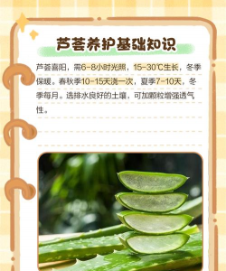 芦荟怎么种植怎么使用 芦荟怎么种植怎么使用