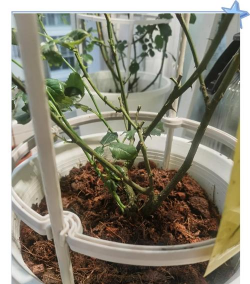 月季花什么季节换土 月季花什么季节换土