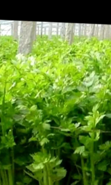 芹菜怎么种植怎么管理 芹菜怎么种植怎么管理