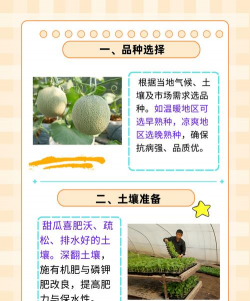 香瓜怎么种植怎么管理 香瓜怎么种植怎么管理