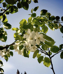 白果花长什么样 白果花长什么样