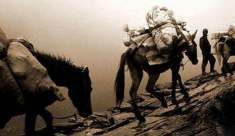 马帮茶为什么年轻人不能喝 马帮茶为什么年轻人不能喝