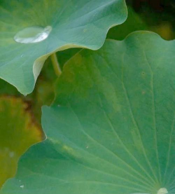 如何制作荷叶茶 荷叶茶的做法教程 如何制作荷叶茶 荷叶茶的做法教程