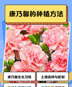 康乃馨怎么养怎么种植 康乃馨怎么养怎么种植