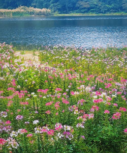水边的花有哪些 水边的花有哪些