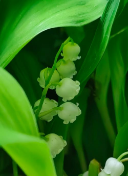 娇小的花有哪些 娇小的花有哪些