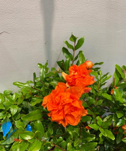 盆栽石榴什么时间开花 盆栽石榴什么时间开花