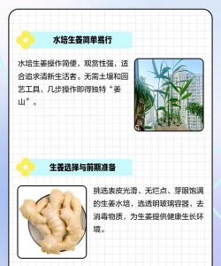 塑料瓶种植姜怎么种植好 塑料瓶种植姜怎么种植好