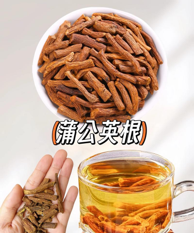 蒲公英根茶的功效与作用和禁忌 蒲公英根茶的功效与作用和禁忌