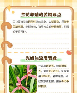 青兰花的养殖方法和注意事项 青兰花的养殖方法和注意事项