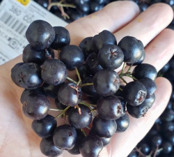 黑果花楸有哪些品种 黑果花楸有哪些品种