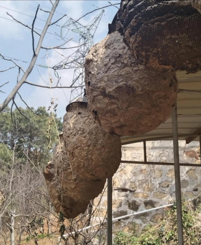 胡蜂养殖方法与注意事项 胡蜂养殖方法与注意事项