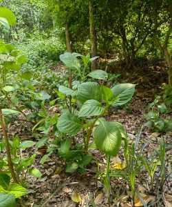 八仙花的养殖方法和注意事项 八仙花的养殖方法和注意事项