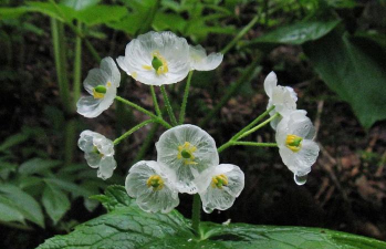 透明花有哪些品种 透明花有哪些品种