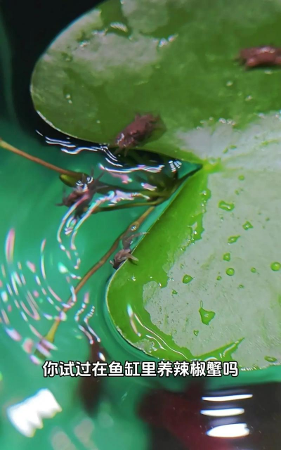 辣椒蟹养殖方法和注意事项 辣椒蟹养殖方法和注意事项