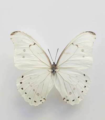 白色的蝴蝶是什么 白色的蝴蝶是什么