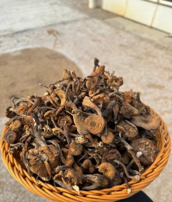 榛蘑多少钱一斤 榛蘑多少钱一斤