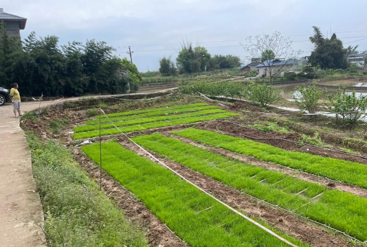 旱稻怎么种植怎么管理 旱稻怎么种植怎么管理