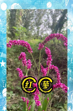 狗尾巴花有哪些 狗尾巴花有哪些