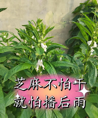 芝麻怎么种植怎么浇水 芝麻怎么种植怎么浇水